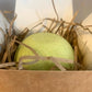 Lime Burst Bath Bomb